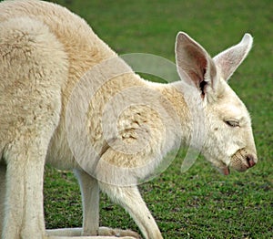 Animal - kangaroo