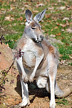 Animal - Kangaroo