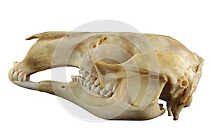 Animal kangaroo skull isolated on a white background