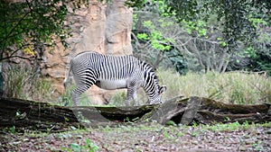 Animal Kingdom at Walt Disney World