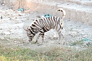 Homeless dog with a zebra pattern on skin standing on the ground floor in outdoor place