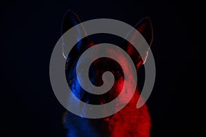 Animal life pets love concept. German Shepherd on black background with neon gradient bluered backlight on face