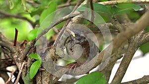 Animal life video close up shot of The new born bird is not strong standing on branches. The birds are waiting for food from its