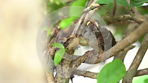 Animal life video close up shot of The new born bird is not strong standing on branches. The birds are waiting for food from its