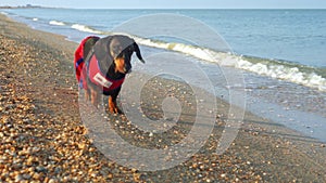 Animal in lifeguard costume runs along sea avoiding waves