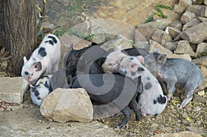 Animal little pigs of motley color