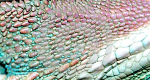 Animal lizard skin texture