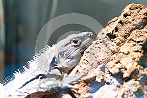 Animal lizard wild reptile background nature wildlife white skin, for exotic eye in fauna from gecko beautiful, danger