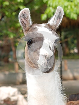 Animal llama guanaco photo