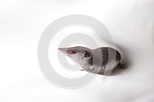 animal with a long nose on a white background, shrew