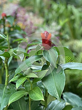 Animal-looking wild flower