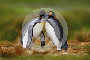 Animal love. King penguin couple cuddling, wild nature, green background. Two penguins making love. in the grass. Wildlife scene f photo