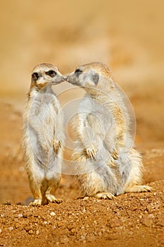 Animal love, kiss in nature. Animal family. Funny image from Africa nature. Cute Meerkat, Suricata suricatta, sitting on the stone photo