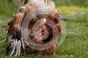 Animal love story: rooster and hen, passionately mating