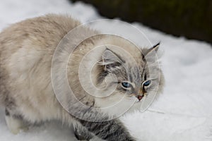 Animal lovers. Beautiful Siberian cat as a home pet.