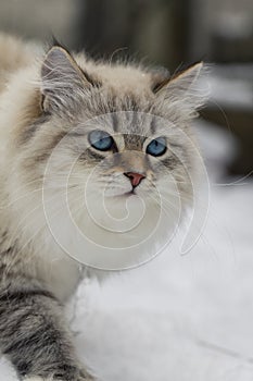 Animal lovers. Beautiful Siberian cat as a home pet.