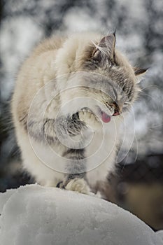 Animal lovers. Beautiful Siberian cat as a home pet.