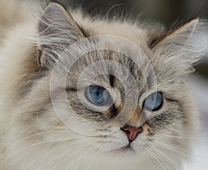 Animal lovers. Beautiful Siberian cat as a home pet.