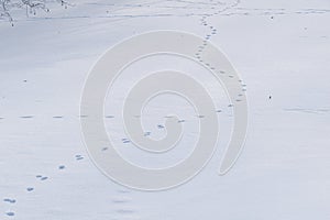 animal meandering footprints in the snow