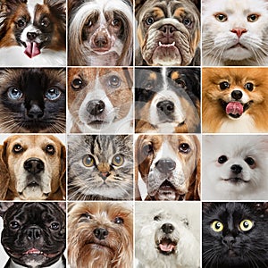 Animal mix. Collage made of close-up dog's and cat's faces looking at camera. Little domestic pets. Concept of animal