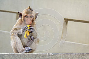 Animal Monkey beautify sitting on concrete floor