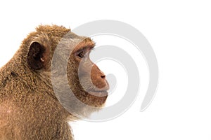 Animal monkey isolate white background