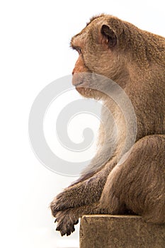 Animal monkey sitting on concrete floor