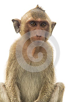 Animal monkey sitting on concrete floor