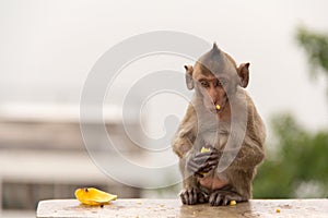 Animal monkey sitting on concrete floor