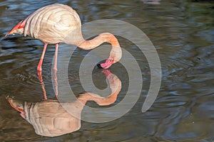 Animal Narcissism. Beautiful pink flamingo admiring its own reflection