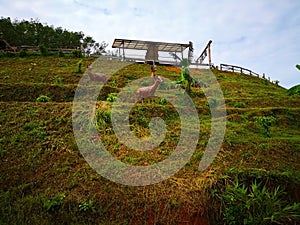 Animal and natural concept. Herds of deer are grazing on the hillside, where they plant coffee trees and banana trees. Selective