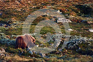 Animal in natural environment. Muskox Ovibos moschatus in the national park Dovrefjell - Sunndalsfjella. The most dangerous