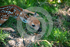 Animal Nature. Deer Fawn. Bambi. White tailed young roe deer, capreolus. Beautiful wildlife buck.