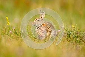 Animal in nature habitat, life in the meadow, Germany. European rabbit or common rabbit, Oryctolagus cuniculus, hidden in the gras