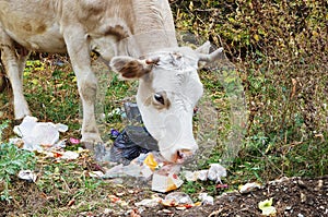 Animal near the garbage! photo