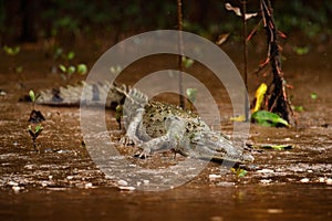 Animal near the river. Portrait of Crocodile, crocodile in the water with evening sun. Crocodile from Costa Rica. Caiman in the wa
