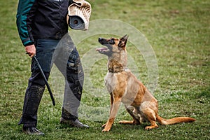Animal obedience training. Belgian malinois dog is doing bite and defense work