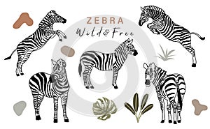 Animal object collection with zebra.Vector illustration for icon,sticker,printable