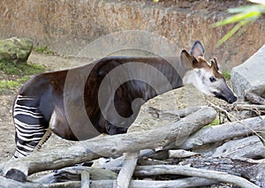 Animal Okapi-striped giraffe.