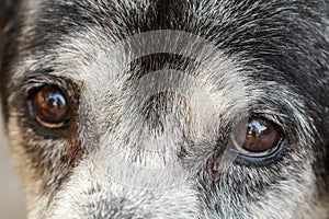 Animal - Old dog. labrador retriever