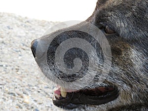 Animal - Old dog. labrador retriever macro shot.