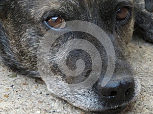 Animal - Old dog. labrador retriever macro shot.