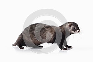 Animal. Old ferret on white background