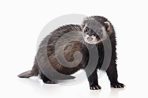 Animal. Old ferret on white background