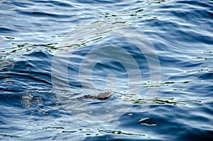 Animal otter swims and eats