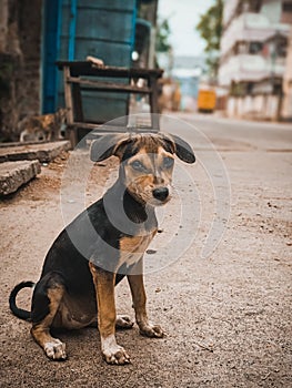 Animal outdoor : A little dog sitting on the Street. Street Dog Portrait