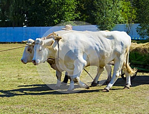 Animal oxen pull the cart