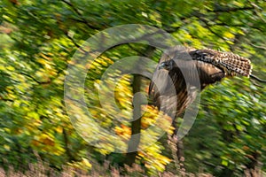 Animal panning photography of red tailed hawk against the backdrop of a leafy autumn forest. Buteo jamaicensis