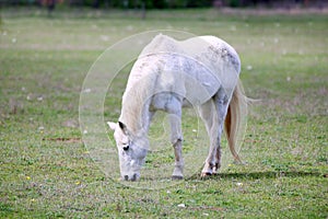 Animal on a pasture. Horse eats grass. Mare on meadow