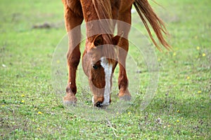 Animal on a pasture. Horse eats grass. Mare on meadow